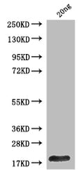 Western Blot
Positive WB detected in: recombinant protein
All lanes: Polyprotein P1234 Antibody at 1:1000
Secondary
Goat polyclonal to rabbit IgG at 1/50000 dilution
Predicted band size: 17 kDa
Observed band size: 17 kDa