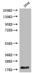 Western Blot
Positive WB detected in: recombinant protein
All lanes: Polyprotein P1234 Antibody at 1:1000
Secondary
Goat polyclonal to rabbit IgG at 1/50000 dilution
Predicted band size: 17 kDa
Observed band size: 17 kDa