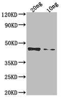 Western Blot
Positive WB detected in Recombinant protein
All lanes: Non-structural polyprotein antibody at 1:2000
Secondary
Goat polyclonal to rabbit IgG at 1/50000 dilution
Predicted band size: 37.1 kDa
Observed band size: 47 kDa