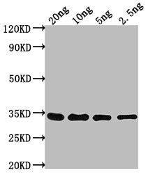Western Blot
Positive WB detected in Recombinant protein
All lanes: CHD1 antibody at 1:2000
Secondary
Goat polyclonal to rabbit IgG at 1/50000 dilution
Predicted band size: 26.3 kDa
Observed band size: 33 kDa