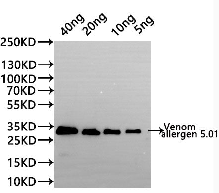 Western Blot
Positive WB detected in: recombinant protein
All lanes:Venom allergen 5.01 Antibody at 1:1000
Secondary
Goat polyclonal to rabbit IgG at 1/20000 dilution
Predicted band size: 29.6 kDa
Observed band size: 29.6 kDa