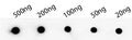 Dot blot analysis of peptides corresponding to the immunogen  was probed with kpsD antibody at a dilution of 1:1000.
Blocking/Dilution buffer: 4% nonfat dry milk(NFDM)/PBS.
Secondary antibody：Goat polyclonal to rabbit IgG at 1/40000 dilution
Exposure time: 10s.