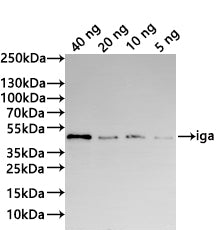 Western Blot
Positive WB detected in: recombinant protein
All lanes:iga Antibody at 1:1000
Secondary
Goat polyclonal to rabbit IgG at 1/20000 dilution
Predicted band size: 43.2 kDa
Observed band size: 43 kDa