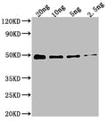 Western Blot
Positive WB detected in Recombinant protein
All lanes: DXR antibody at 1:2000
Secondary
Goat polyclonal to rabbit IgG at 1/50000 dilution
Predicted band size: 48.4 kDa
Observed band size: 49 kDa