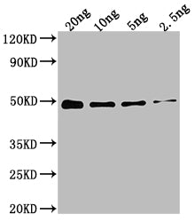 Western Blot
Positive WB detected in Recombinant protein
All lanes: DXR antibody at 1:2000
Secondary
Goat polyclonal to rabbit IgG at 1/50000 dilution
Predicted band size: 48.4 kDa
Observed band size: 49 kDa