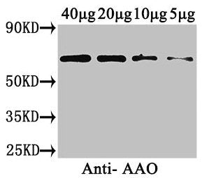 Western Blot Positive WB detected in: Cucurbita maxima (40µg, 20µg, 10µg, 5µg) All lanes: AAO antibody at 3µg/ml Secondary Goat polyclonal to rabbit IgG at 1/50000 dilution Predicted band size: 65 kDa Observed band size: 65 kDa