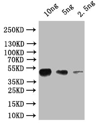 Western Blot
Positive WB detected in: recombinant protein
All lanes: osk Antibody at 1:1000
Secondary
Goat polyclonal to rabbit IgG at 1/50000 dilution
Predicted band size: 45 kDa
Observed band size: 45 kDa