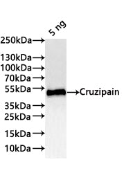 Western Blot
Positive WB detected in: recombinant protein
All lanes:Cruzipain Antibody at 1:1000
Secondary
Goat polyclonal to rabbit IgG at 1/20000 dilution
Predicted band size: 49.3 kDa
Observed band size: 49 kDa