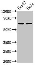 Western Blot
Positive WB detected in: HepG2 whole cell lysate, Hela whole cell lysate
All lanes: AMFR antibody at 4µg/ml
Secondary
Goat polyclonal to rabbit IgG at 1/50000 dilution
Predicted band size: 73 kDa
Observed band size: 73 kDa