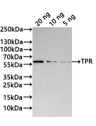 Western Blot
Positive WB detected in: recombinant protein
All lanes:TPR Antibody at 1:1000
Secondary
Goat polyclonal to rabbit IgG at 1/20000 dilution
Predicted band size: 58.1 kDa
Observed band size: 58 kDa