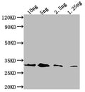 Western Blot
Positive WB detected in Recombinant protein
All lanes: Endochitinase B antibody at 1:2000
Secondary
Goat polyclonal to rabbit IgG at 1/50000 dilution
Predicted band size: 33.8 kDa
Observed band size: 33 kDa
