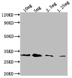 Western Blot
Positive WB detected in Recombinant protein
All lanes: Endochitinase B antibody at 1:2000
Secondary
Goat polyclonal to rabbit IgG at 1/50000 dilution
Predicted band size: 33.8 kDa
Observed band size: 33 kDa