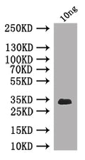 Western Blot
Positive WB detected in: recombinant protein
All lanes: Chc Antibody at 1:1000
Secondary
Goat polyclonal to rabbit IgG at 1/50000 dilution
Predicted band size: 33 kDa
Observed band size: 33 kDa