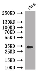 Western Blot
Positive WB detected in: recombinant protein
All lanes: Chc Antibody at 1:1000
Secondary
Goat polyclonal to rabbit IgG at 1/50000 dilution
Predicted band size: 33 kDa
Observed band size: 33 kDa