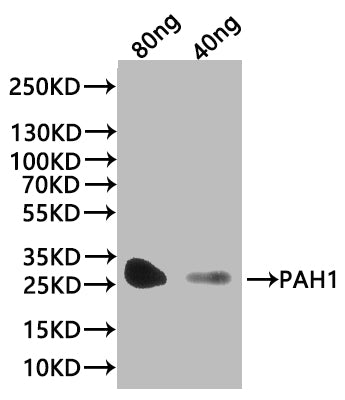 Western Blot
Positive WB detected in: recombinant protein
All lanes:PAH1 Antibody at 1:1000
Secondary
Goat polyclonal to rabbit IgG at 1/20000 dilution
Predicted band size: 30.4 kDa
Observed band size: 30 kDa
