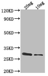 Western Blot
Positive WB detected in Recombinant protein
All lanes: ygcB antibody at 1:2000
Secondary
Goat polyclonal to rabbit IgG at 1/50000 dilution
Predicted band size: 31.8 kDa
Observed band size: 32 kDa