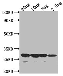 Western Blot
Positive WB detected in Recombinant protein
All lanes: sso7d antibody at 1:2000
Secondary
Goat polyclonal to rabbit IgG at 1/50000 dilution
Predicted band size: 23.1 kDa
Observed band size: 29 kDa