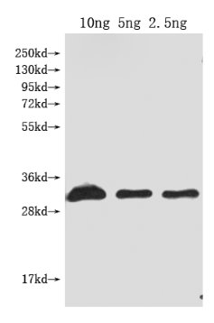 Western Blot
Positive WB detected in Recombinant protein
All lanes: Dop1R1 antibody at 1:2000
Secondary
Goat polyclonal to rabbit IgG at 1/50000 dilution
Predicted band size: 31 kDa
Observed band size: 31 kDa