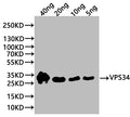 Western Blot
Positive WB detected in: recombinant protein
All lanes:VPS34 Antibody at 1:1000
Secondary
Goat polyclonal to rabbit IgG at 1/20000 dilution
Predicted band size: 28 kDa
Observed band size: 30 kDa