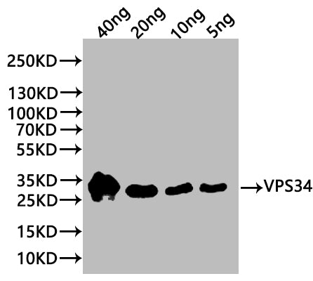 Western Blot
Positive WB detected in: recombinant protein
All lanes:VPS34 Antibody at 1:1000
Secondary
Goat polyclonal to rabbit IgG at 1/20000 dilution
Predicted band size: 28 kDa
Observed band size: 30 kDa