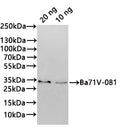 Western Blot
Positive WB detected in: recombinant protein
All lanes:Ba71V-081 Antibody at 1:1000
Secondary
Goat polyclonal to rabbit IgG at 1/20000 dilution
Predicted band size: 32.4 kDa
Observed band size: 33 kDa
