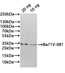 Western Blot
Positive WB detected in: recombinant protein
All lanes:Ba71V-081 Antibody at 1:1000
Secondary
Goat polyclonal to rabbit IgG at 1/20000 dilution
Predicted band size: 32.4 kDa
Observed band size: 33 kDa