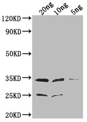 Western Blot
Positive WB detected in Recombinant protein
All lanes: EPTA antibody at 1:2000
Secondary
Goat polyclonal to rabbit IgG at 1/50000 dilution
Predicted band size: 34.1 kDa
Observed band size: 34 kDa