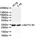 Western Blot
Positive WB detected in: recombinant protein
All lanes:Ba71V-93 Antibody at 1:1000
Secondary
Goat polyclonal to rabbit IgG at 1/20000 dilution
Predicted band size: 27.6 kDa
Observed band size: 33 kDa