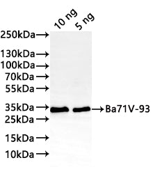 Western Blot
Positive WB detected in: recombinant protein
All lanes:Ba71V-93 Antibody at 1:1000
Secondary
Goat polyclonal to rabbit IgG at 1/20000 dilution
Predicted band size: 27.6 kDa
Observed band size: 33 kDa