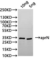 Western Blot
Positive WB detected in: recombinant protein
All lanes:aprN Antibody at 1:1000
Secondary
Goat polyclonal to rabbit IgG at 1/20000 dilution
Predicted band size: 31.8 kDa
Observed band size: 31.8 kDa