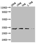Western Blot
Positive WB detected in Recombinant protein
All lanes: MIC60 antibody at 1:2000
Secondary
Goat polyclonal to rabbit IgG at 1/50000 dilution
Predicted band size: 28.7 kDa
Observed band size: 30 kDa