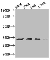 Western Blot
Positive WB detected in Recombinant protein
All lanes: MIC60 antibody at 1:2000
Secondary
Goat polyclonal to rabbit IgG at 1/50000 dilution
Predicted band size: 28.7 kDa
Observed band size: 30 kDa