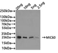 Western Blot
Positive WB detected in: recombinant protein
All lanes: MIC60 Antibody at 1:1000
Secondary
Goat polyclonal to rabbit IgG at 1/50000 dilution
Predicted band size: 25 kDa
Observed band size: 25 kDa