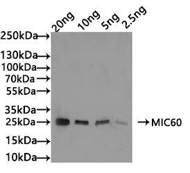 Western Blot
Positive WB detected in: recombinant protein
All lanes: MIC60 Antibody at 1:1000
Secondary
Goat polyclonal to rabbit IgG at 1/50000 dilution
Predicted band size: 25 kDa
Observed band size: 25 kDa