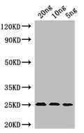 Western Blot
Positive WB detected in: recombinant protein
All lanes: MIC60 Antibody at 1:1000
Secondary
Goat polyclonal to rabbit IgG at 1/50000 dilution
Predicted band size: 24 kDa
Observed band size: 24 kDa