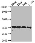 Western Blot
Positive WB detected in Recombinant protein
All lanes: pdeH antibody at 1:2000
Secondary
Goat polyclonal to rabbit IgG at 1/50000 dilution
Predicted band size: 35.31 kDa
Observed band size: 34 kDa