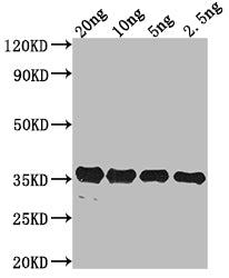 Western Blot
Positive WB detected in Recombinant protein
All lanes: pdeH antibody at 1:2000
Secondary
Goat polyclonal to rabbit IgG at 1/50000 dilution
Predicted band size: 35.31 kDa
Observed band size: 34 kDa