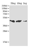 Western Blot
Positive WB detected in Recombinant protein
All lanes: flu antibody at 1:2000
Secondary
Goat polyclonal to rabbit IgG at 1/50000 dilution
Predicted band size: 42 kDa
Observed band size: 42 kDa