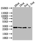 Western Blot
Positive WB detected in: recombinant protein
All lanes: KAP123 Antibody at 1:1000
Secondary
Goat polyclonal to rabbit IgG at 1/50000 dilution
Predicted band size: 28 kDa
Observed band size: 28 kDa