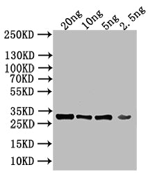 Western Blot
Positive WB detected in: recombinant protein
All lanes: KAP123 Antibody at 1:1000
Secondary
Goat polyclonal to rabbit IgG at 1/50000 dilution
Predicted band size: 28 kDa
Observed band size: 28 kDa