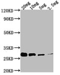 Western Blot
Positive WB detected in Recombinant protein
All lanes: prgI antibody at 1:2000
Secondary
Goat polyclonal to rabbit IgG at 1/50000 dilution
Predicted band size: 24.9 kDa
Observed band size: 30 kDa
