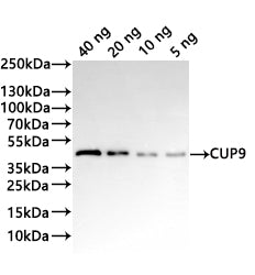Western Blot
Positive WB detected in: recombinant protein
All lanes:CUP9 Antibody at 1:1000
Secondary
Goat polyclonal to rabbit IgG at 1/20000 dilution
Predicted band size: 41.6 kDa
Observed band size: 43 kDa