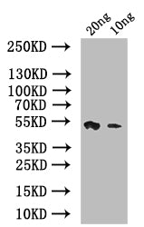 Western Blot
Positive WB detected in: recombinant protein
All lanes: psaA Antibody at 1:1000
Secondary
Goat polyclonal to rabbit IgG at 1/50000 dilution
Predicted band size: 42 kDa
Observed band size: 42 kDa