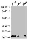 Western Blot
Positive WB detected in Recombinant protein
All lanes: AFP2 antibody at 3ug/ml
Secondary
Goat polyclonal to rabbit IgG at 1/50000 dilution
predicted band size: 22 kDa
observed band size: 22 kDa
