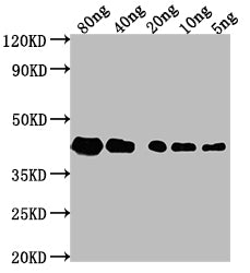 Western Blot
Positive WB detected in Recombinant protein
All lanes: ZIP1 antibody at 1:2000
Secondary
Goat polyclonal to rabbit IgG at 1/50000 dilution
Predicted band size: 29.2 kDa
Observed band size: 43 kDa