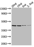 Western Blot
Positive WB detected in: recombinant protein
All lanes: ZIP1 Antibody at 1:1000
Secondary
Goat polyclonal to rabbit IgG at 1/50000 dilution
Predicted band size: 40 kDa
Observed band size: 40 kDa