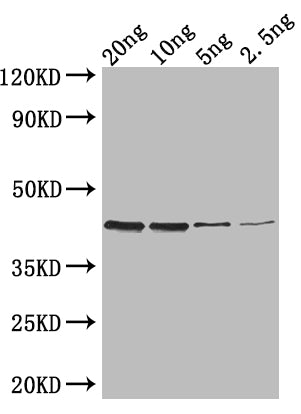 Western Blot
Positive WB detected in: recombinant protein
All lanes: ZIP1 Antibody at 1:1000
Secondary
Goat polyclonal to rabbit IgG at 1/50000 dilution
Predicted band size: 40 kDa
Observed band size: 40 kDa