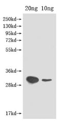 Western Blot
Positive WB detected in Recombinant protein
All lanes: ftz-f1 antibody at 1:2000
Secondary
Goat polyclonal to rabbit IgG at 1/50000 dilution
Predicted band size: 30 kDa
Observed band size: 30 kDa