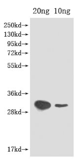 Western Blot
Positive WB detected in Recombinant protein
All lanes: ftz-f1 antibody at 1:2000
Secondary
Goat polyclonal to rabbit IgG at 1/50000 dilution
Predicted band size: 30 kDa
Observed band size: 30 kDa