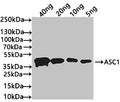 Western Blot
Positive WB detected in: recombinant protein
All lanes: ASC1 Antibody at 1:1000
Secondary
Goat polyclonal to rabbit IgG at 1/50000 dilution
Predicted band size: 42 kDa
Observed band size: 42 kDa